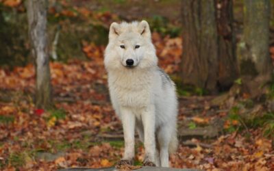 Anesthesia Practice Management: Anesthesiologists Are “Lone Wolves” No More